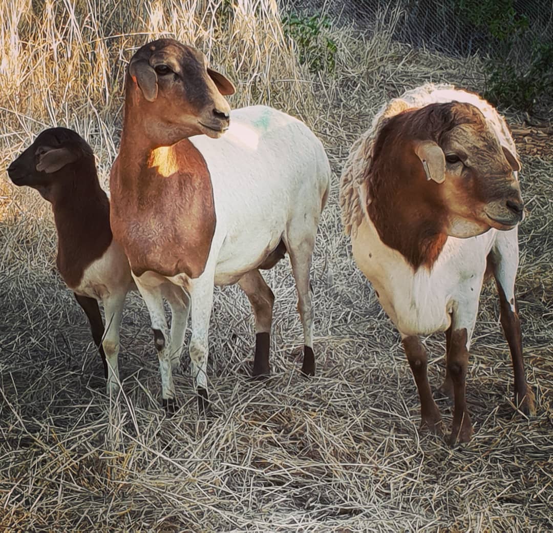 Pedi Sheep