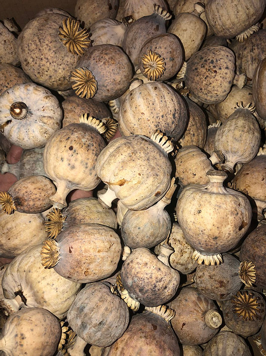 Dried Decorative Bulbs Grade A