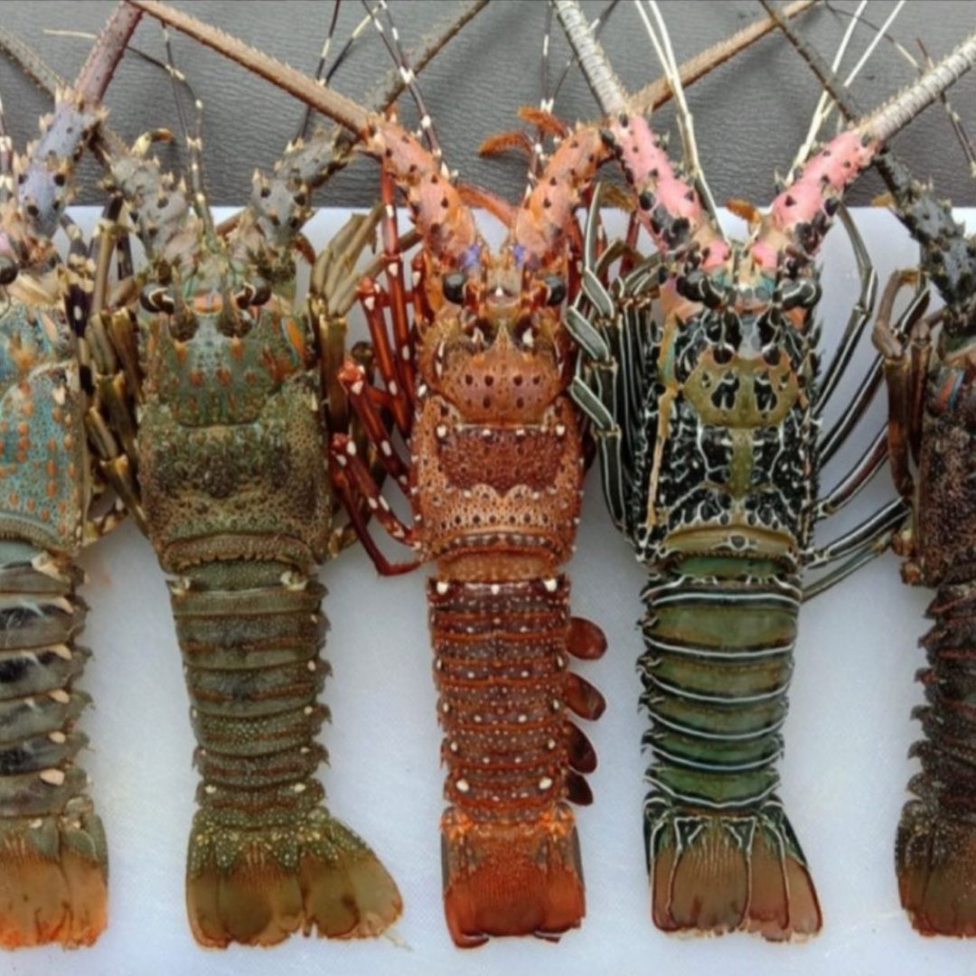 Frozen Raw Rock Lobster