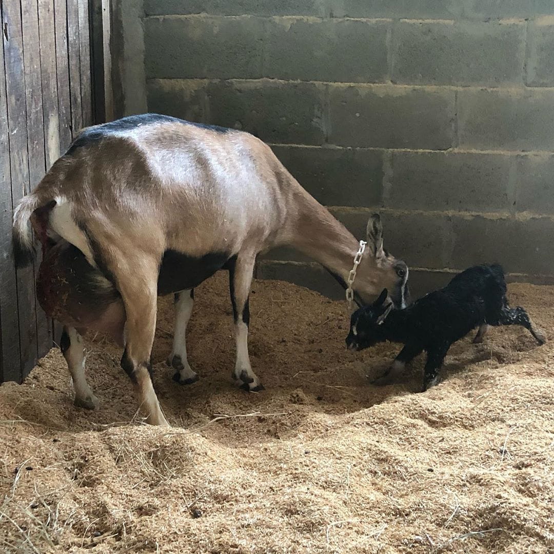 Healthy Alpine Dairy Goats