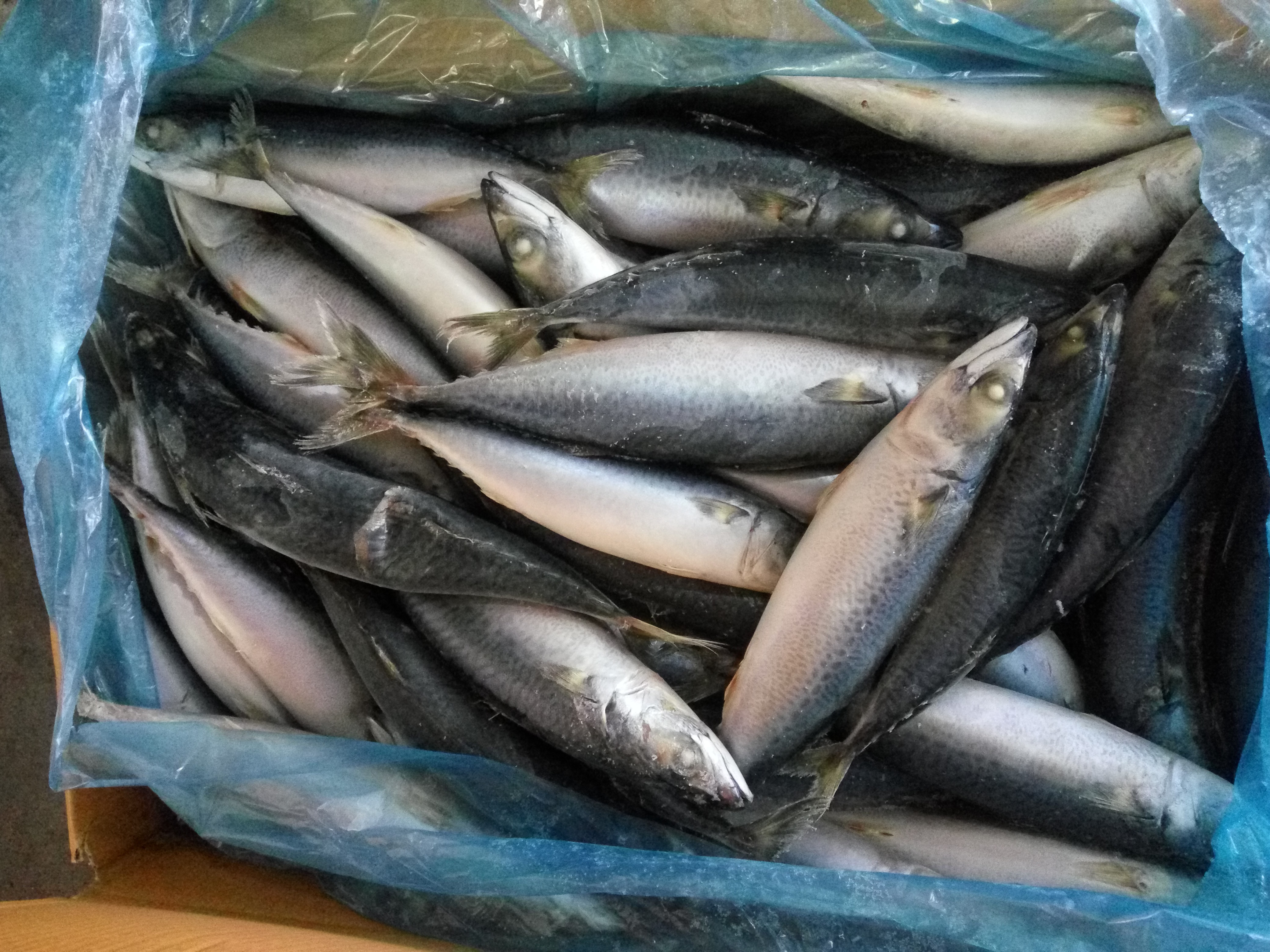 Frozen Mackerel Fish