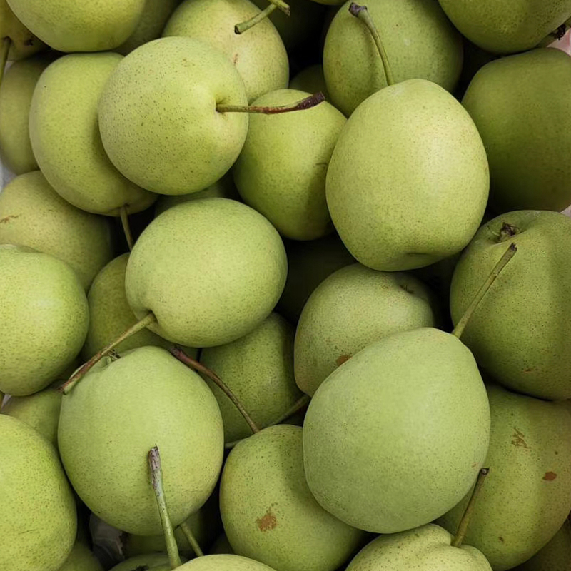 Fresh Pear Fruits