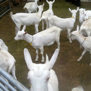 Live Saanen Goats