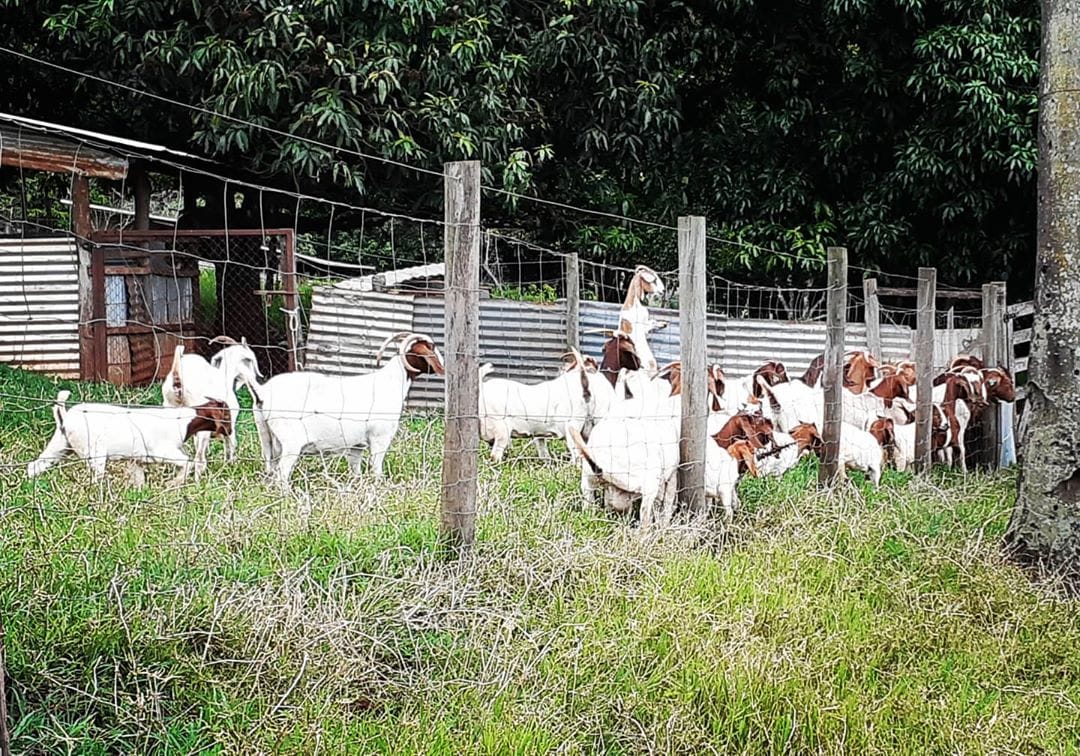 Boer Goats