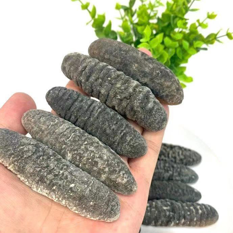 Natural Sea Cucumber