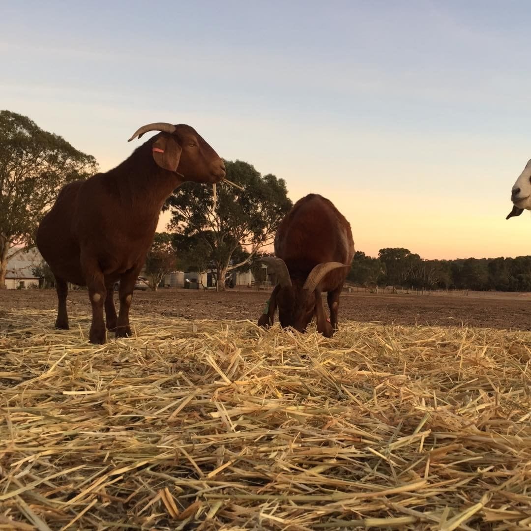 Kalahari Red Goats