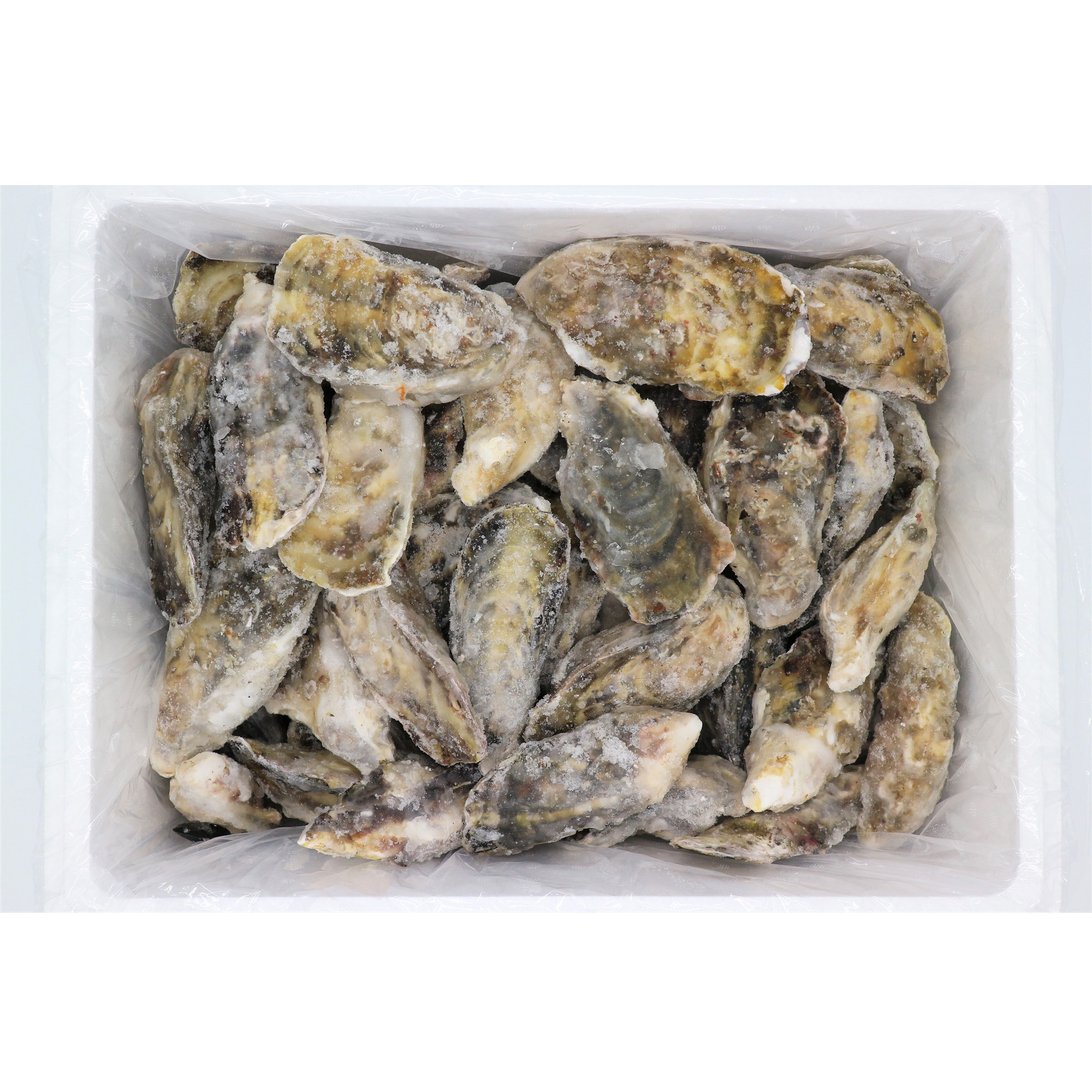 Fresh Oysters