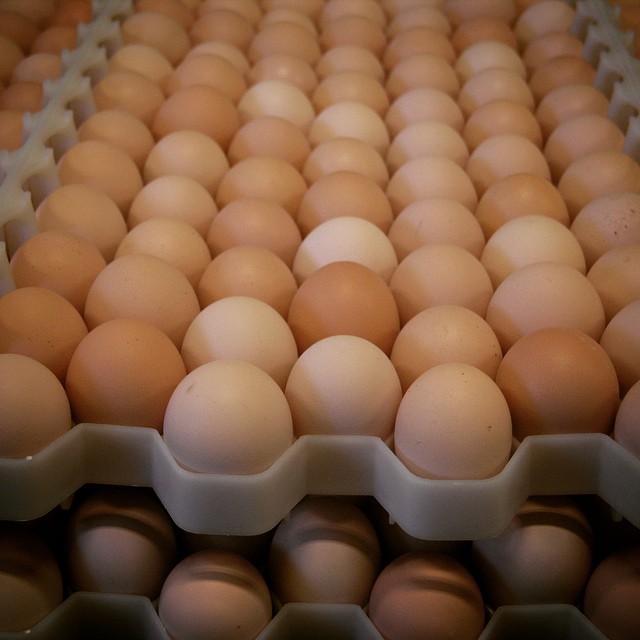 Fresh Table Eggs