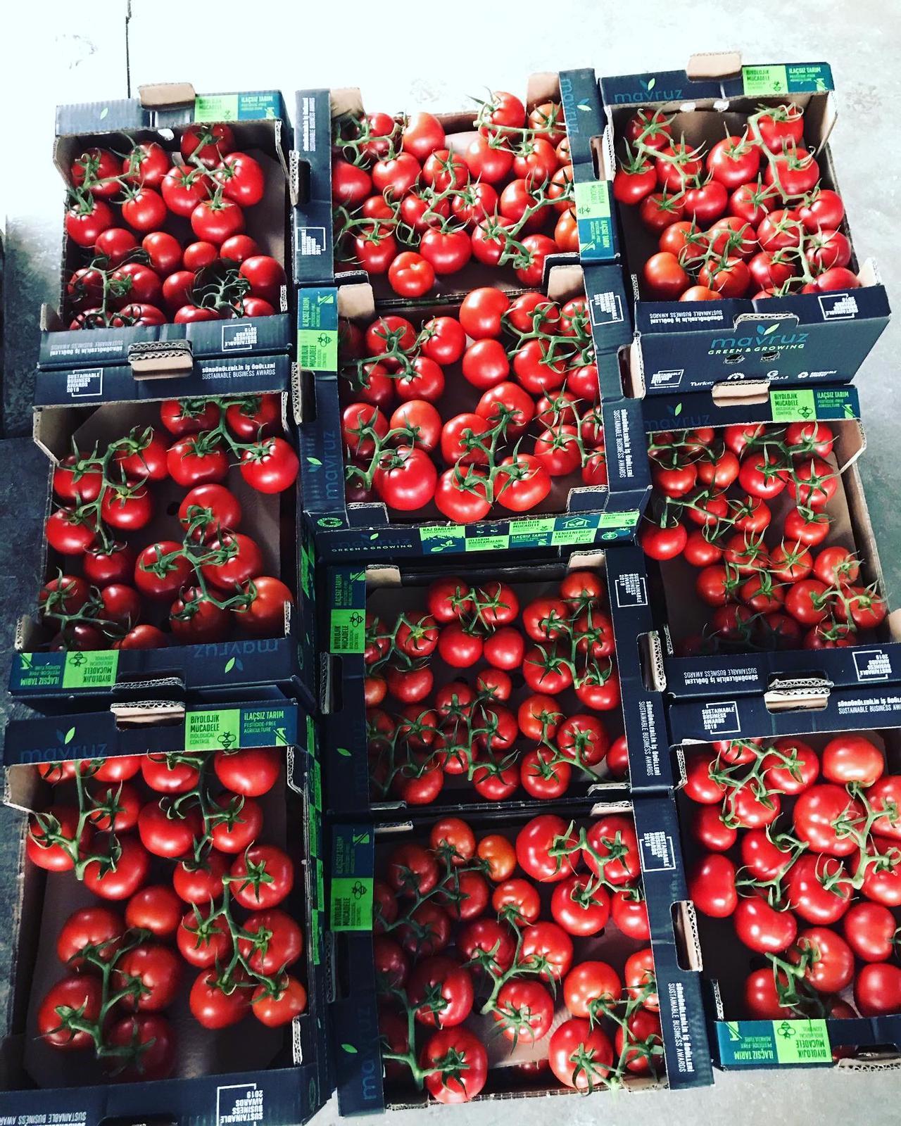 Fresh Tomato
