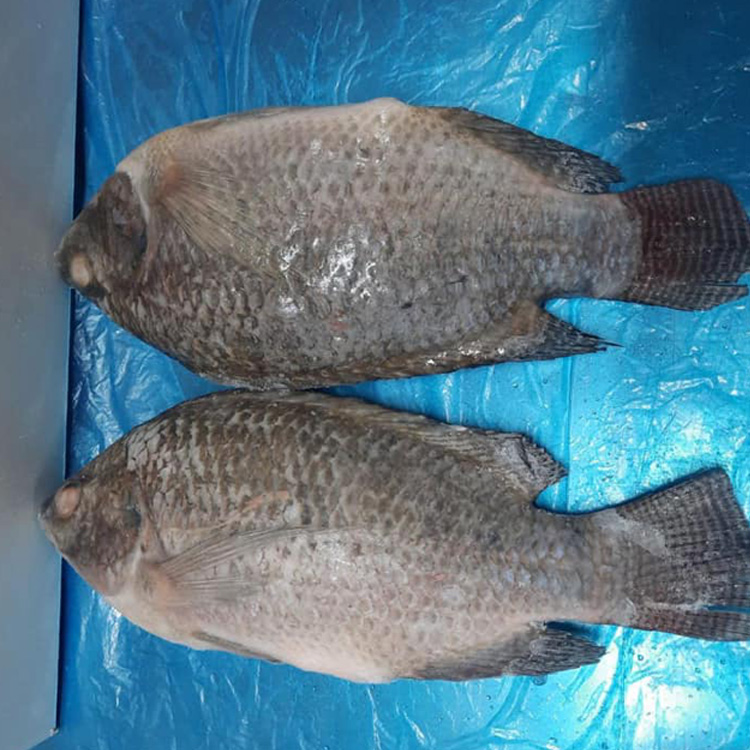 Whole Round Black Tilapia Fish