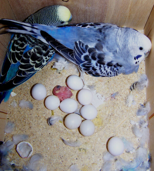 Parrot Eggs