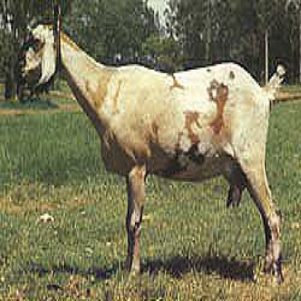Anglo-Nubian Goat