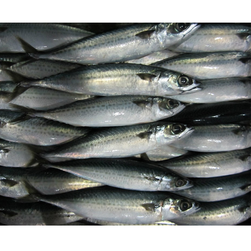 Fresh & Frozen Salmon Fish