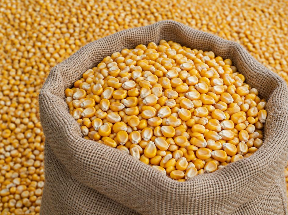Feed grade yellow maize in bulk bags supplied for animal feed manufacture